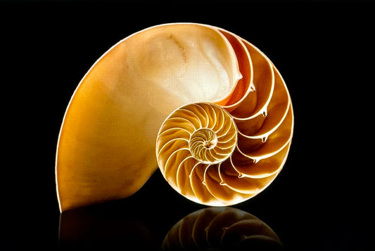 Golden Ratio Practitioner Training